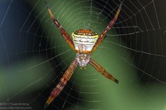 Argiope kochi