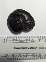 Powelliphanta traversi