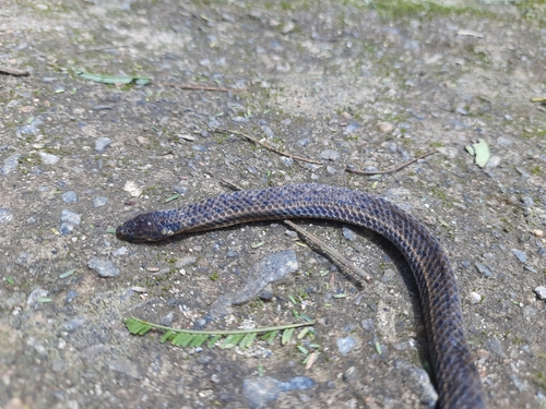 Perrotet's Dwarf Snake, Xylophis perroteti