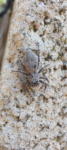 Menemerus taeniatus, Agigea, RO-CT, RO, photo 9 of 10