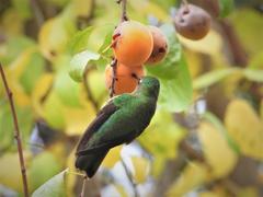 Sephanoides sephaniodes