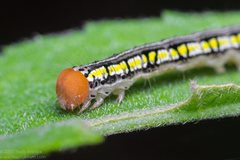 Rusicada combinans