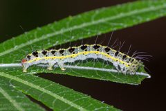 Xanthodes transversa