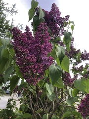 Syringa vulgaris