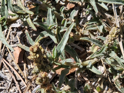 Image of Amaranthus muricatus by (c) Marc Riera, some rights reserved (CC BY)