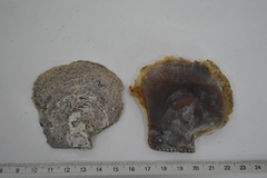Pterioidea