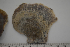 Pterioidea