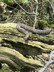 Nerodia sipedon insularum