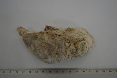 Crassostrea