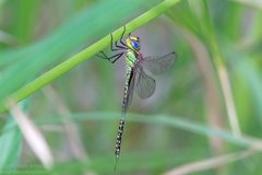 Austrogynacantha heterogena
