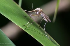 Aedes vittiger