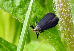 Dichomeris nonstrigella