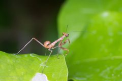 Sphodropoda quinquedens