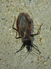 Triatoma