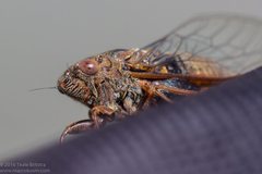 Birrima varians