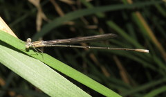 Enallagma daeckii
