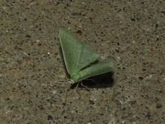 Chlorochlamys phyllinaria