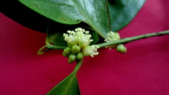 Chaetocarpus myrsinites