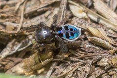 Maratus nigromaculatus