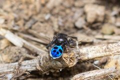 Maratus nigromaculatus