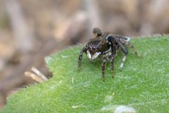 Maratus nigromaculatus