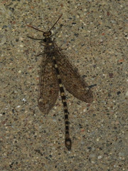 Brachynemurus