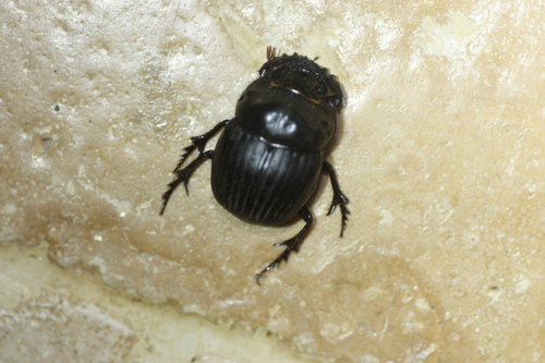 Dichotomius amicitiae