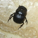 Dichotomius amicitiae - Photo (c) Andrew Meeds, some rights reserved (CC BY), uploaded by Andrew Meeds