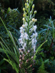 Habenaria monorrhiza