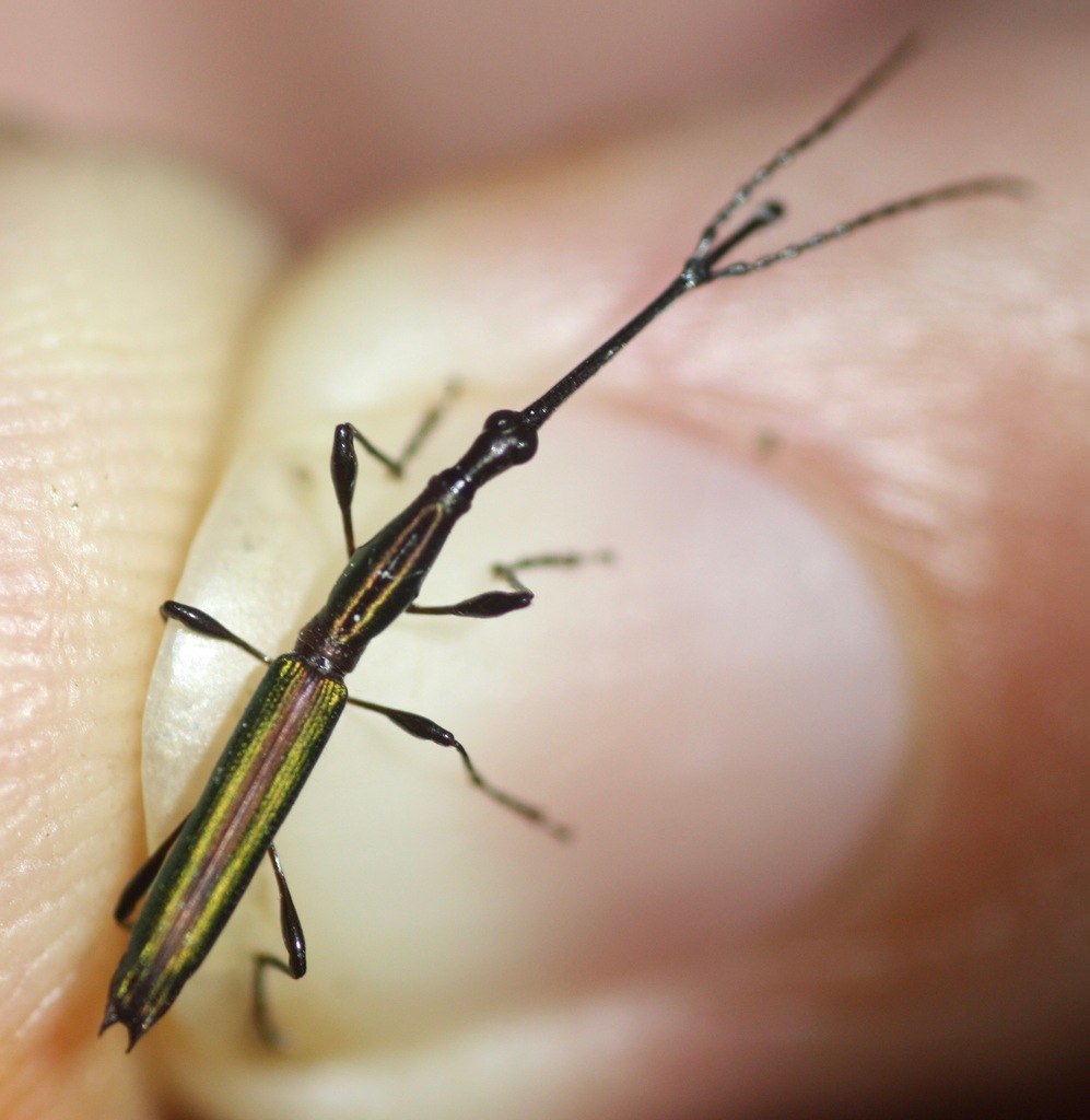 Teramocerus