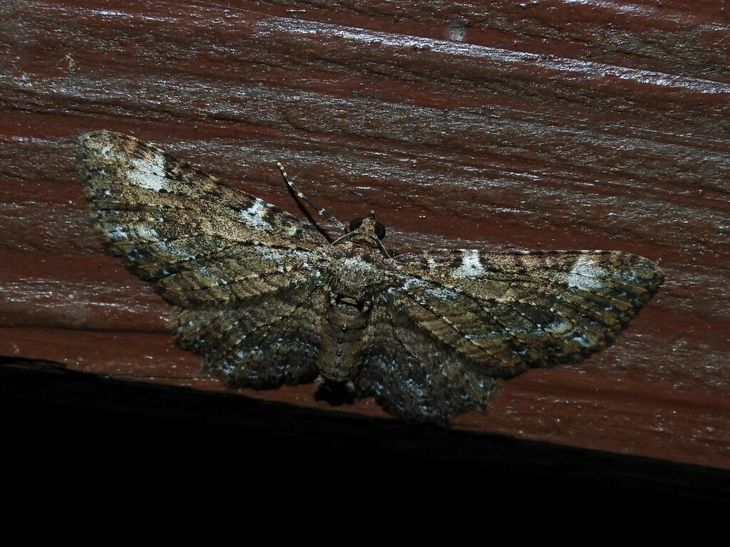 Eccymatoge aorista from Coomba Park NSW 2428, Australia on June 29 ...