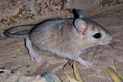 North African Gerbil (Gerbillus campestris) — Least Concern Mammalia