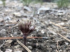 Allium burlewii