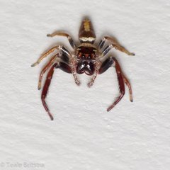 Opisthoncus grassator