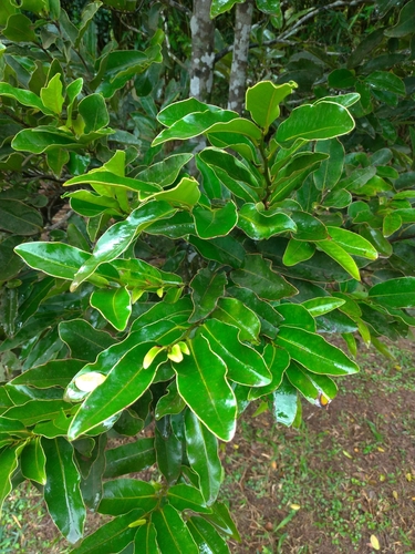Diospyros tessellaria observed 2024-06-19