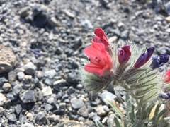 Echium albicans