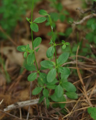 Galium pilosum
