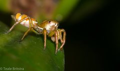 Cosmophasis bitaeniata