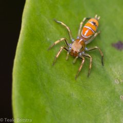 Cosmophasis bitaeniata