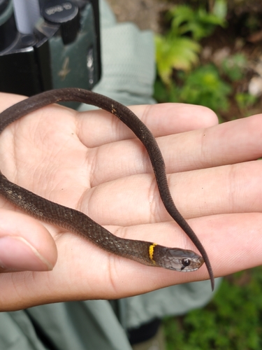 Leonard's Keelback