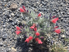Echium albicans
