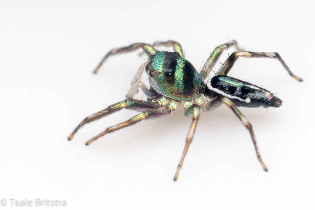 Sea-green Northern Jumper (Cosmophasis thalassina) · iNaturalist