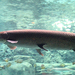 Large Gars - Photo (c) 
Photo by Greg Hume, some rights reserved (CC BY-SA)