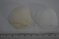 Leporimetis ephippium