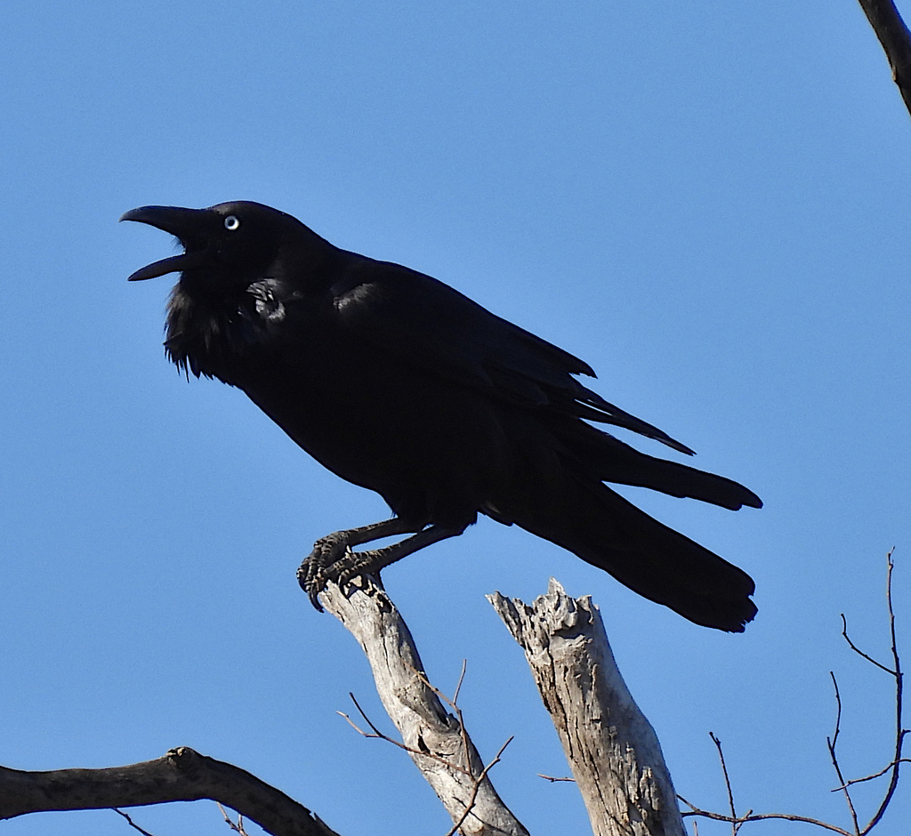 Eastern Australian Raven from Cunnamulla QLD 4490, Australia on August ...