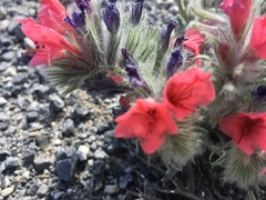 Echium albicans