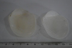 Leporimetis ephippium