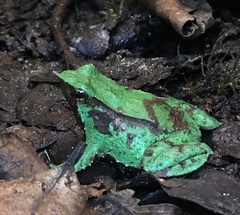 Darwin's Frog photo 4