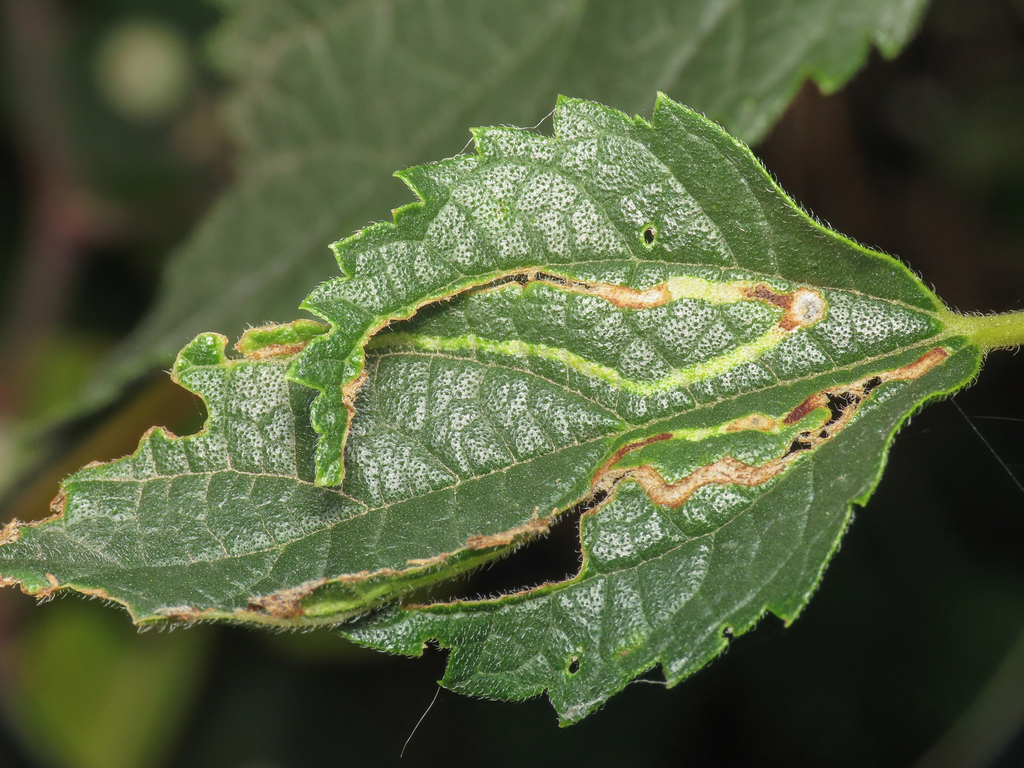 Agromyza trebinjensis