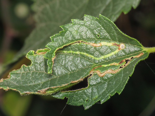 Agromyza trebinjensis